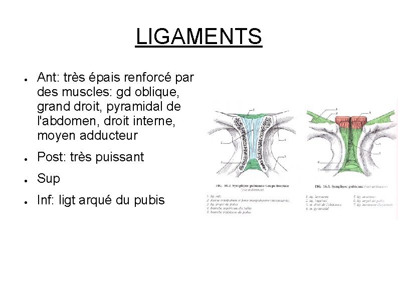 LIGAMENTS ● Ant: très épais renforcé par des muscles: gd oblique, grand droit, pyramidal