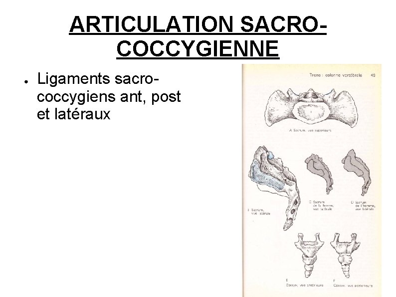 ARTICULATION SACROCOCCYGIENNE ● Ligaments sacrococcygiens ant, post et latéraux 