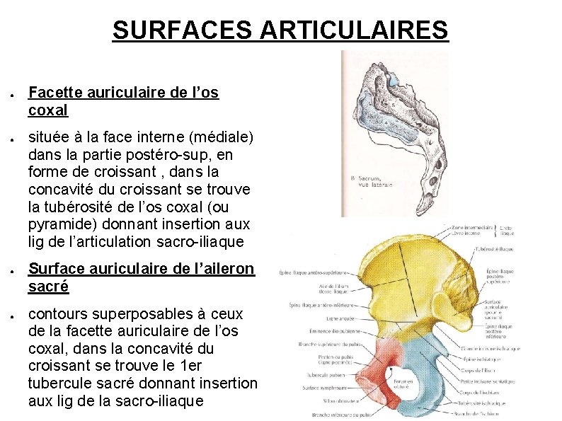 SURFACES ARTICULAIRES ● ● Facette auriculaire de l’os coxal située à la face interne