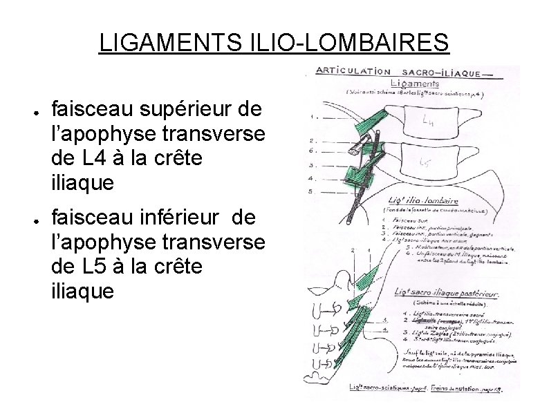 LIGAMENTS ILIO-LOMBAIRES ● ● faisceau supérieur de l’apophyse transverse de L 4 à la