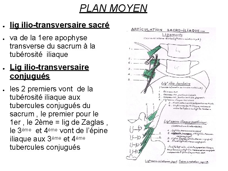 PLAN MOYEN ● ● lig ilio-transversaire sacré va de la 1 ere apophyse transverse