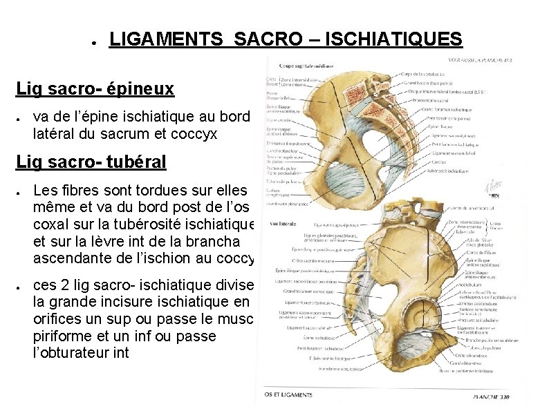 ● LIGAMENTS SACRO – ISCHIATIQUES Lig sacro- épineux ● va de l’épine ischiatique au