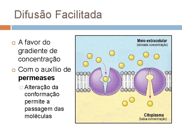 Difusão Facilitada A favor do gradiente de concentração Com o auxílio de permeases �