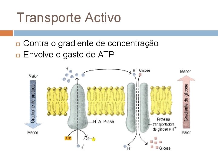 Transporte Activo Contra o gradiente de concentração Envolve o gasto de ATP 