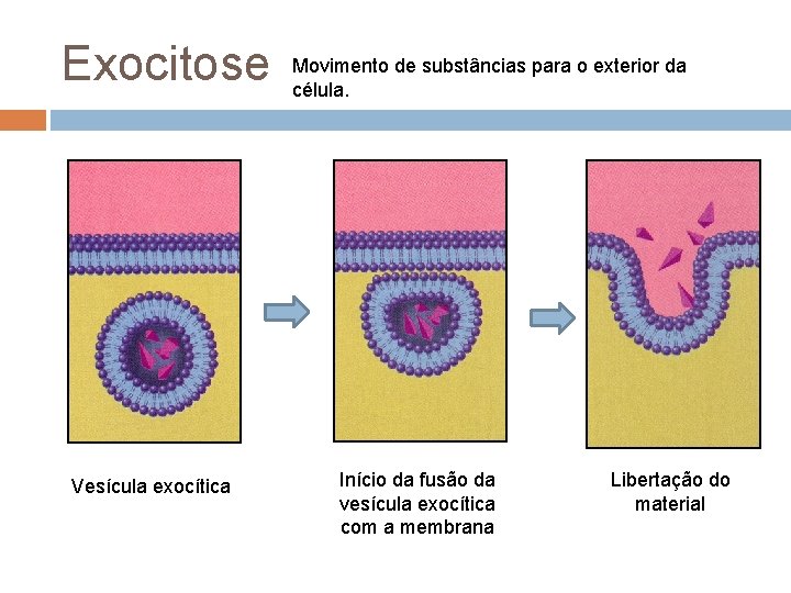 Exocitose Vesícula exocítica Movimento de substâncias para o exterior da célula. Início da fusão