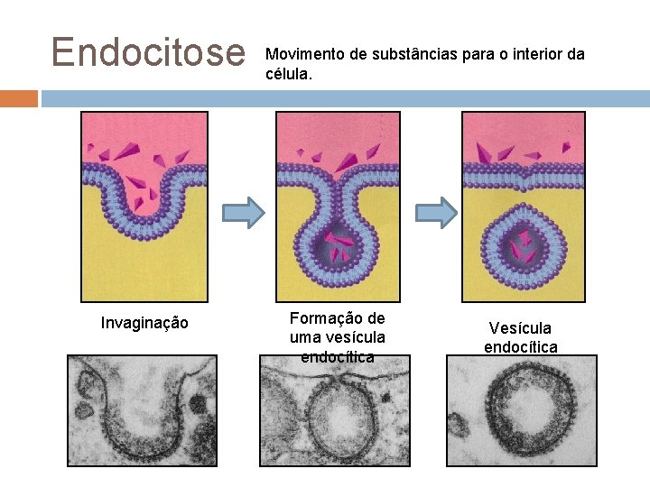 Endocitose Invaginação Movimento de substâncias para o interior da célula. Formação de uma vesícula