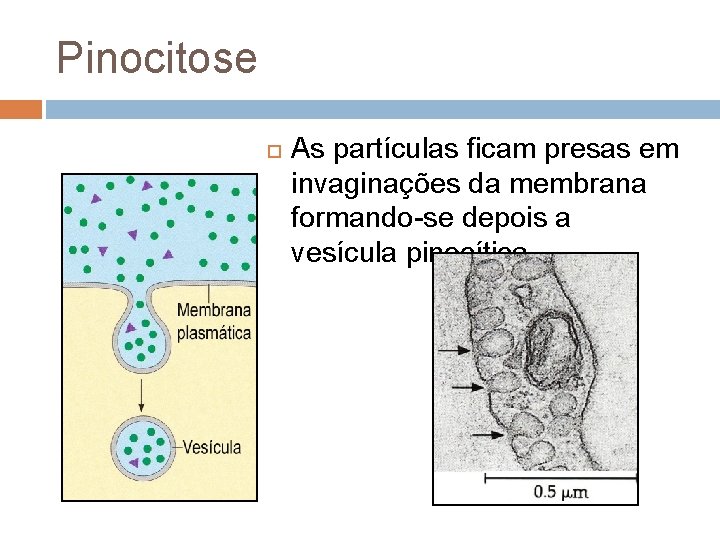 Pinocitose As partículas ficam presas em invaginações da membrana formando-se depois a vesícula pinocítica