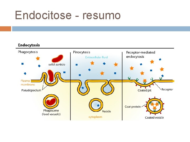 Endocitose - resumo 