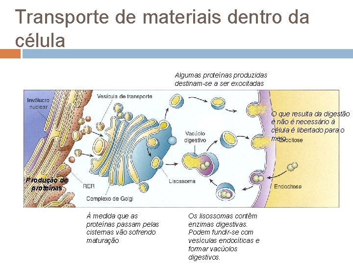 Transporte de materiais dentro da célula Algumas proteínas produzidas destinam-se a ser exocitadas O