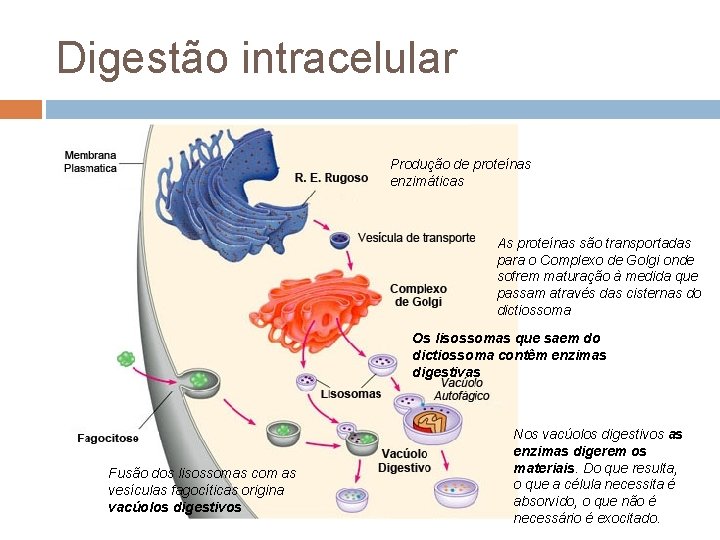 Digestão intracelular Produção de proteínas enzimáticas As proteínas são transportadas para o Complexo de