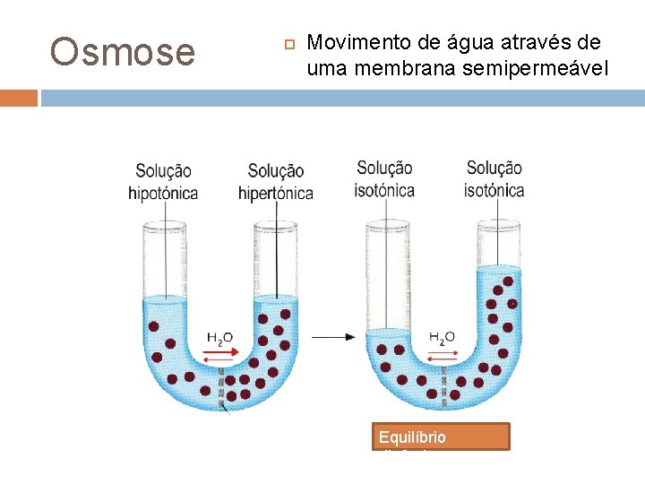 Osmose Movimento de água através de uma membrana semipermeável Equilíbrio dinâmico 