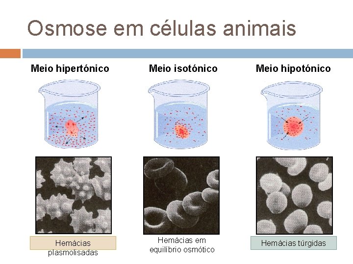 Osmose em células animais Meio hipertónico Hemácias plasmolisadas Meio isotónico Meio hipotónico Hemácias em