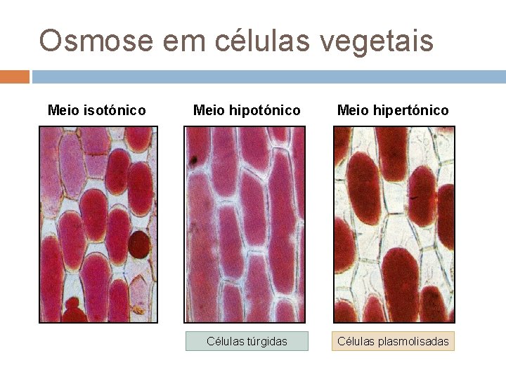 Osmose em células vegetais Meio isotónico Meio hipertónico Células túrgidas Células plasmolisadas 