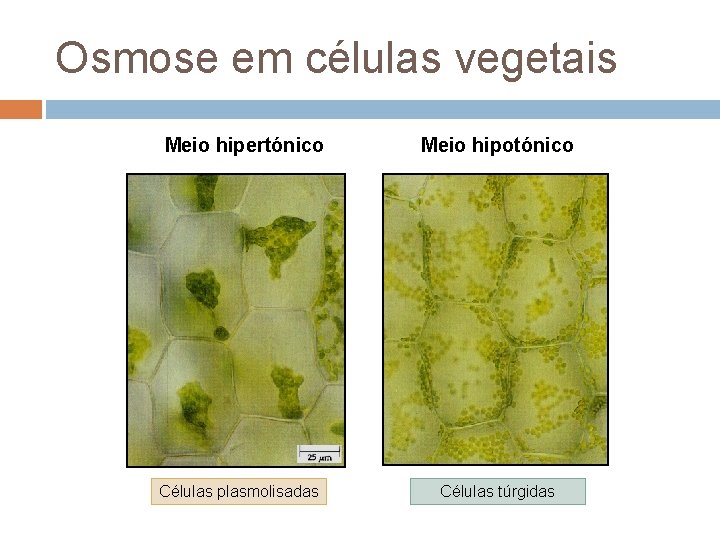 Osmose em células vegetais Meio hipertónico Células plasmolisadas Meio hipotónico Células túrgidas 