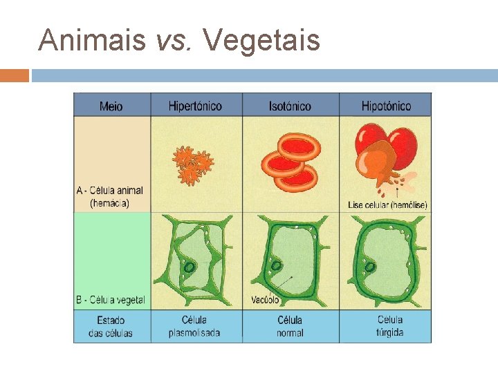 Animais vs. Vegetais 