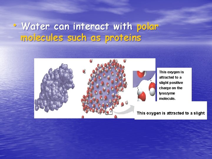  • Water can interact with polar molecules such as proteins This oxygen is