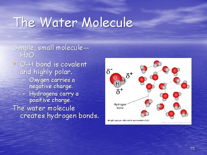 The Water Molecule Simple, small molecule-H 2 O • O-H bond is covalent and