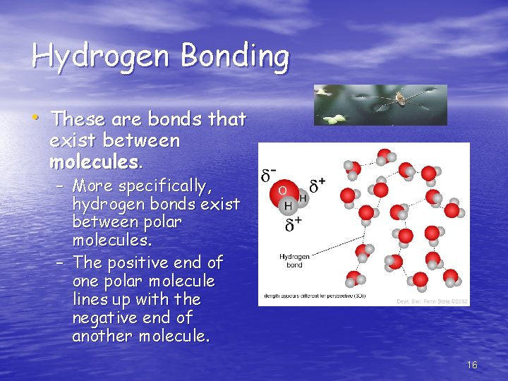 Hydrogen Bonding • These are bonds that exist between molecules. – More specifically, hydrogen
