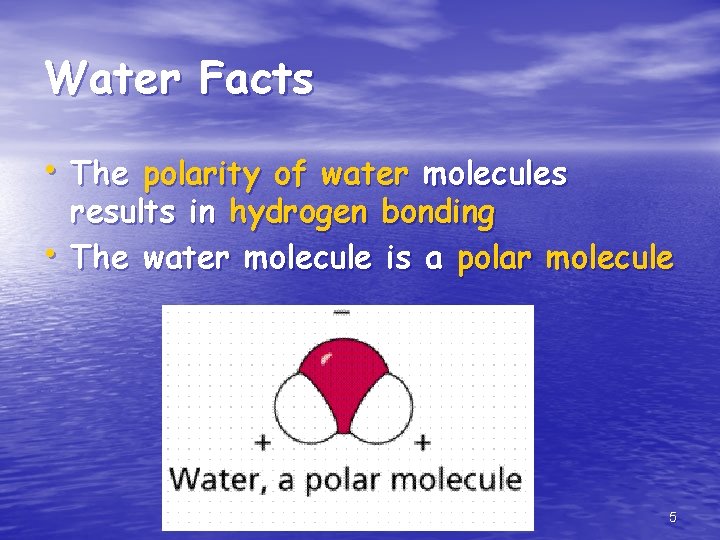 Water Facts • The polarity of water molecules • results in hydrogen bonding The