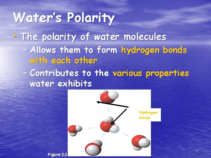Water’s Polarity • The polarity of water molecules – Allows them to form hydrogen