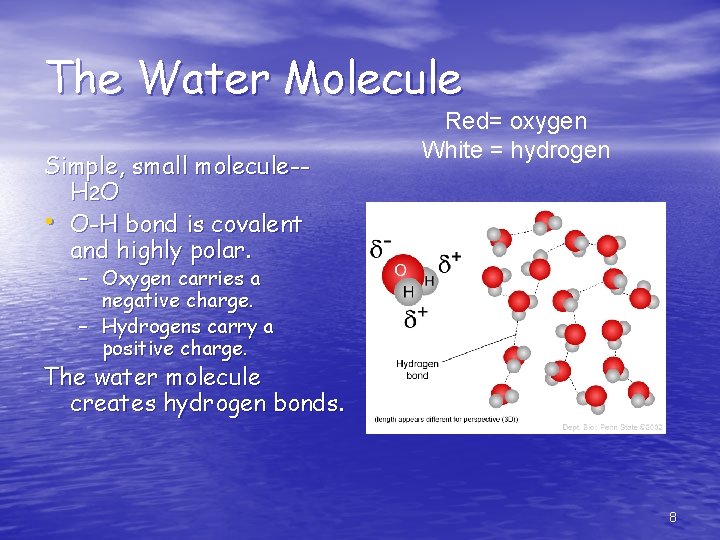 The Water Molecule Simple, small molecule-H 2 O • O-H bond is covalent and