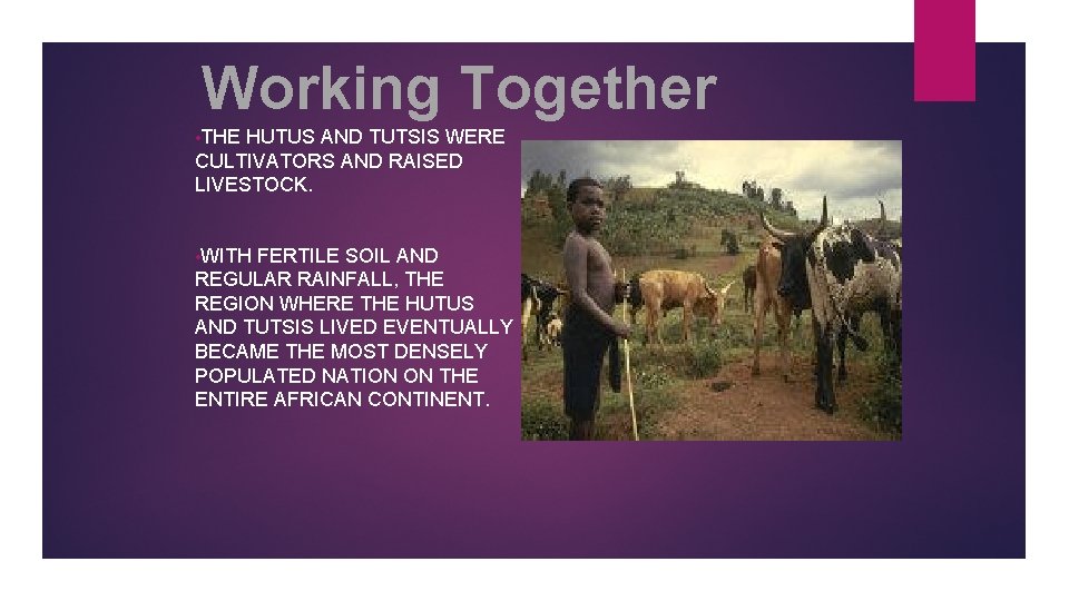 Working Together • THE HUTUS AND TUTSIS WERE CULTIVATORS AND RAISED LIVESTOCK. • WITH