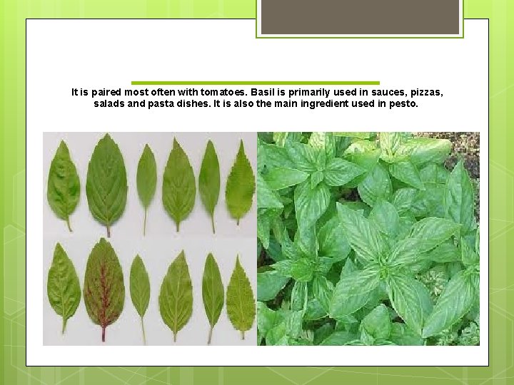 _______ It is paired most often with tomatoes. Basil is primarily used in sauces,