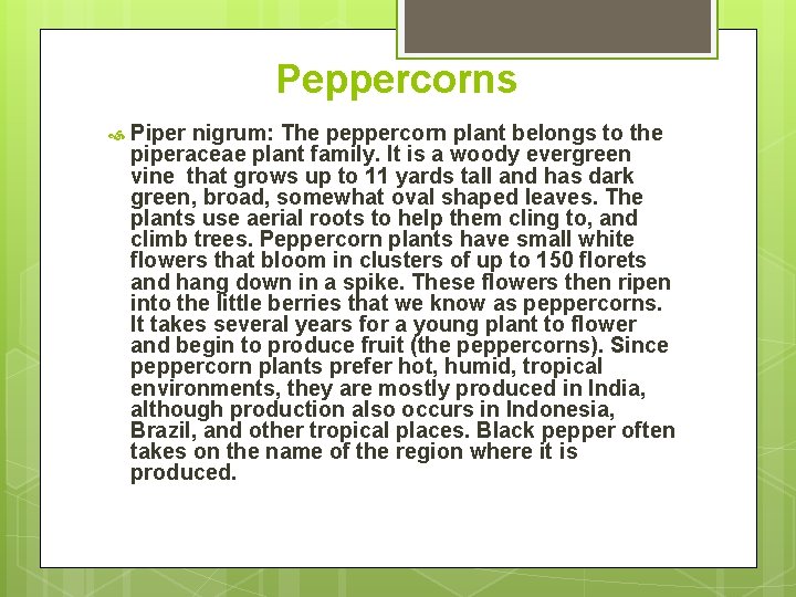 Peppercorns Piper nigrum: The peppercorn plant belongs to the piperaceae plant family. It is