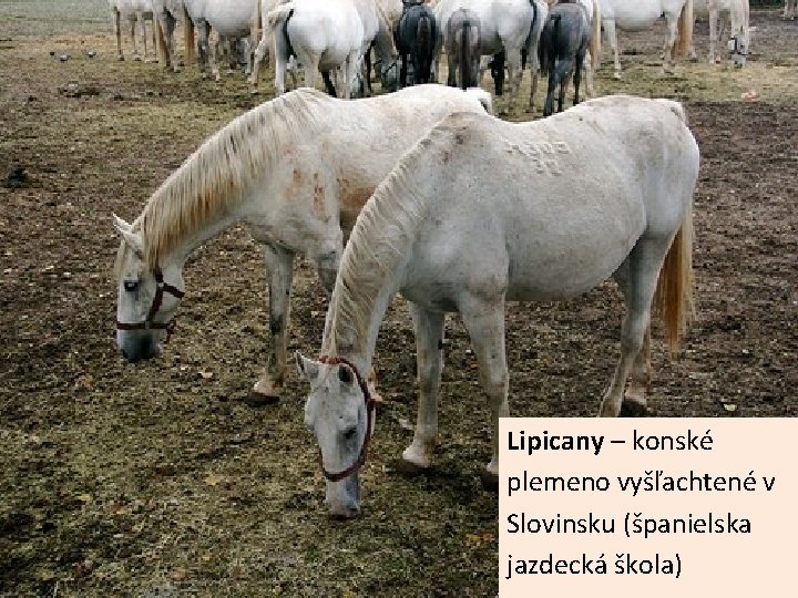 Lipicany – konské plemeno vyšľachtené v Slovinsku (španielska jazdecká škola) 