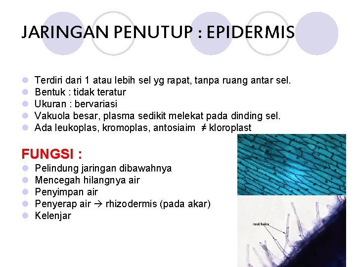 JARINGAN PENUTUP : EPIDERMIS l l l Terdiri dari 1 atau lebih sel yg
