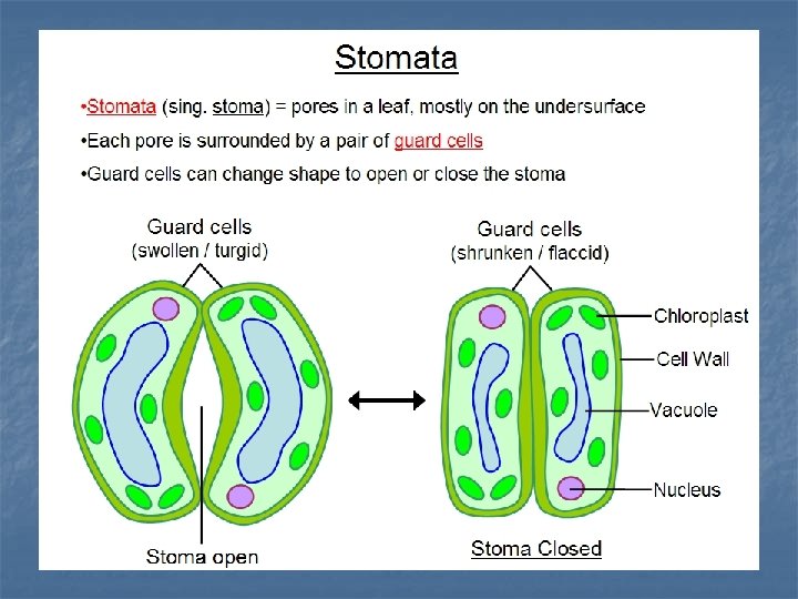 DERIVAT EPIDERMIS Merupakan sel epidermis yg mengalami diferensiasi : n Stoma : 2 sel