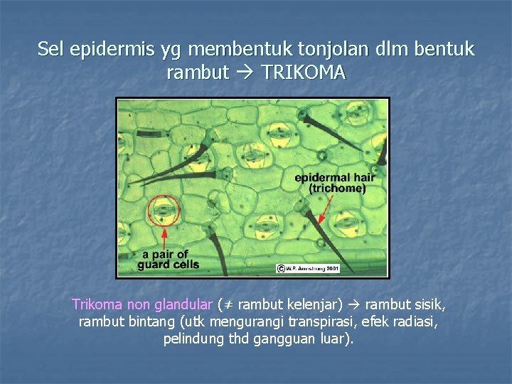 Sel epidermis yg membentuk tonjolan dlm bentuk rambut TRIKOMA Trikoma non glandular (≠ rambut