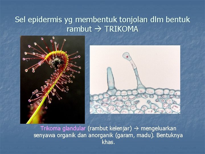 Sel epidermis yg membentuk tonjolan dlm bentuk rambut TRIKOMA Trikoma glandular (rambut kelenjar) mengeluarkan