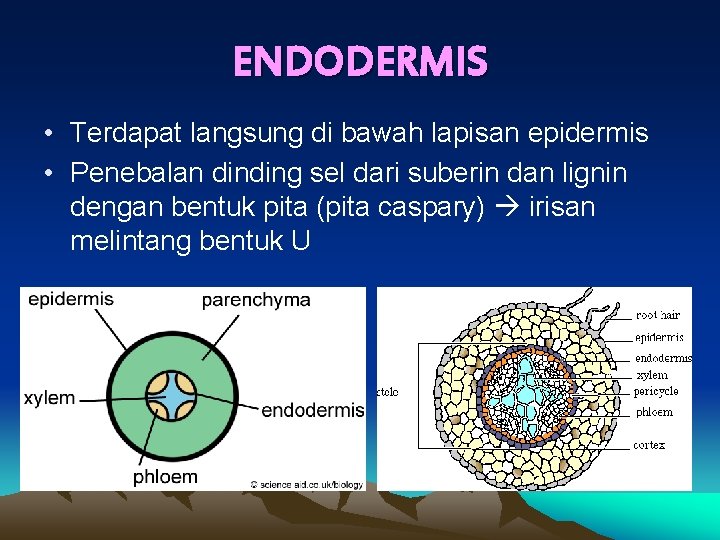 ENDODERMIS • Terdapat langsung di bawah lapisan epidermis • Penebalan dinding sel dari suberin