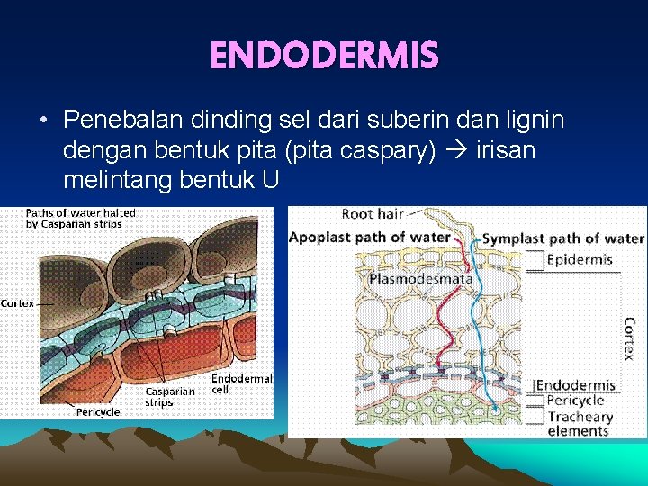 ENDODERMIS • Penebalan dinding sel dari suberin dan lignin dengan bentuk pita (pita caspary)