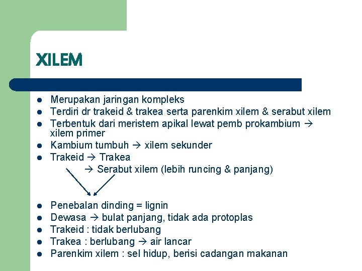 XILEM l l l l l Merupakan jaringan kompleks Terdiri dr trakeid & trakea