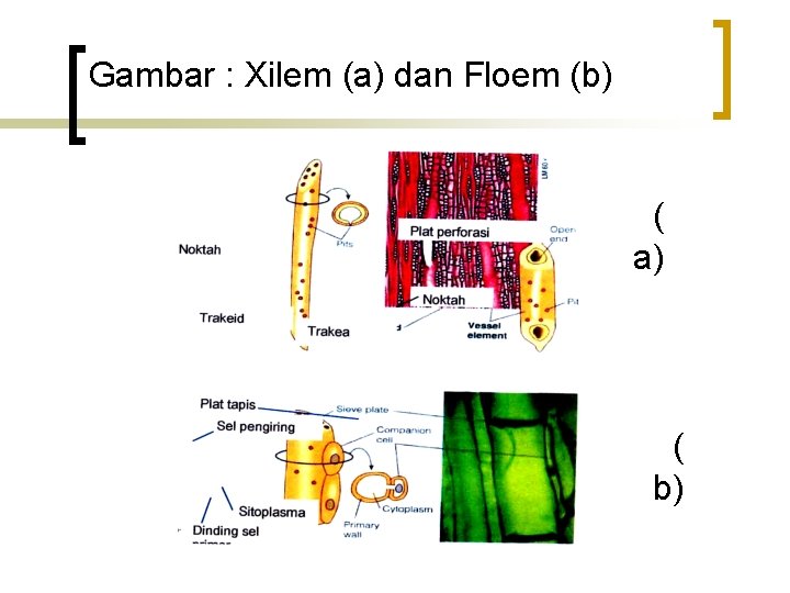 Gambar : Xilem (a) dan Floem (b) ( a) ( b) 