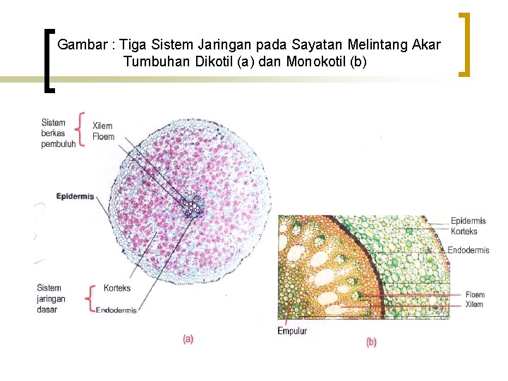 Gambar : Tiga Sistem Jaringan pada Sayatan Melintang Akar Tumbuhan Dikotil (a) dan Monokotil