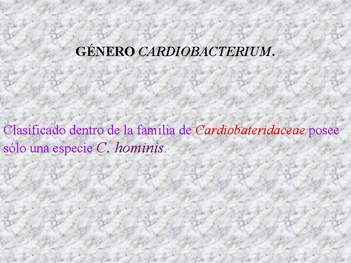 GÉNERO CARDIOBACTERIUM. Clasificado dentro de la familia de Cardiobateridaceae posee sólo una especie C.