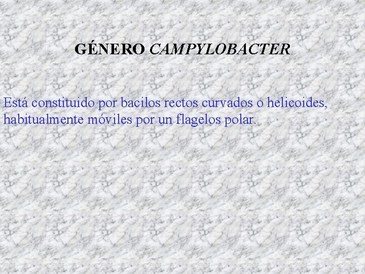 GÉNERO CAMPYLOBACTER Está constituido por bacilos rectos curvados o helicoides, habitualmente móviles por un