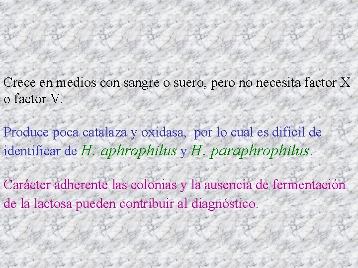 Crece en medios con sangre o suero, pero no necesita factor X o factor