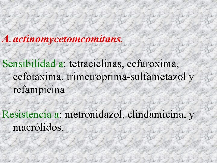A. actinomycetomcomitans. Sensibilidad a: tetraciclinas, cefuroxima, cefotaxima, trimetroprima-sulfametazol y refampicina Resistencia a: metronidazol, clindamicina,
