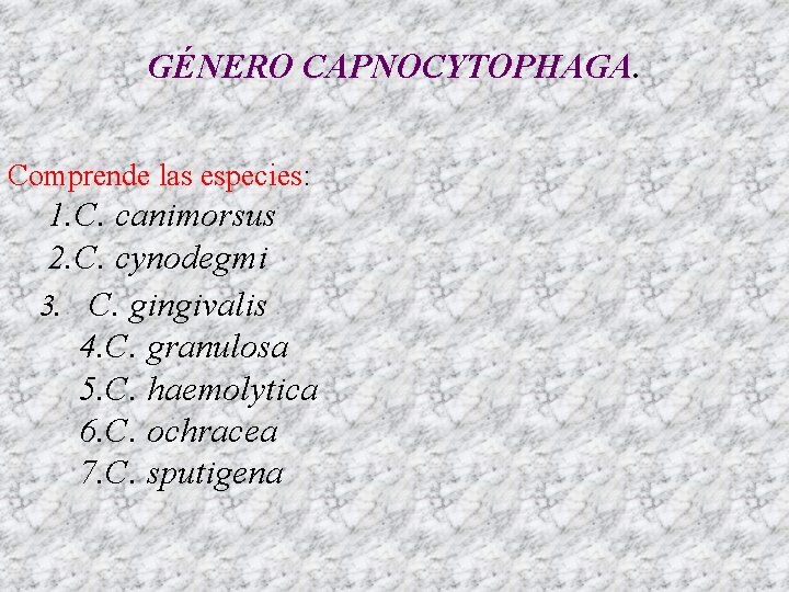 GÉNERO CAPNOCYTOPHAGA. Comprende las especies: 1. C. canimorsus 2. C. cynodegmi 3. C. gingivalis