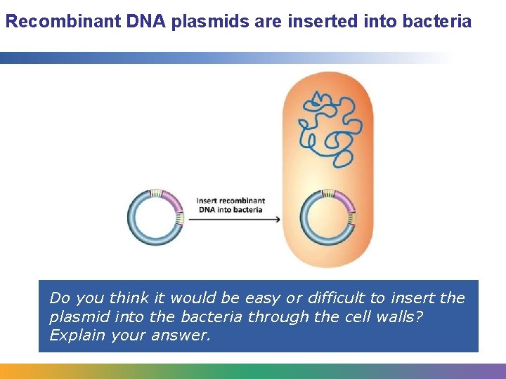 Recombinant DNA plasmids are inserted into bacteria Do you think it would be easy