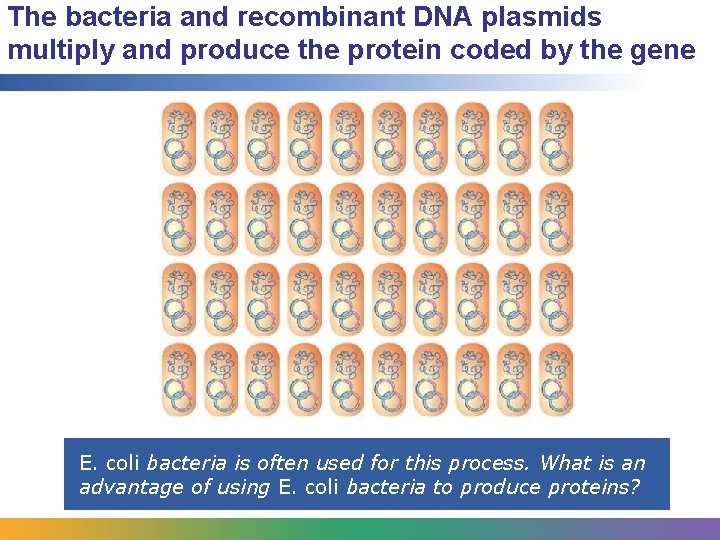 The bacteria and recombinant DNA plasmids multiply and produce the protein coded by the