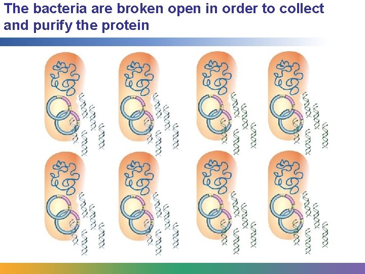 The bacteria are broken open in order to collect and purify the protein 