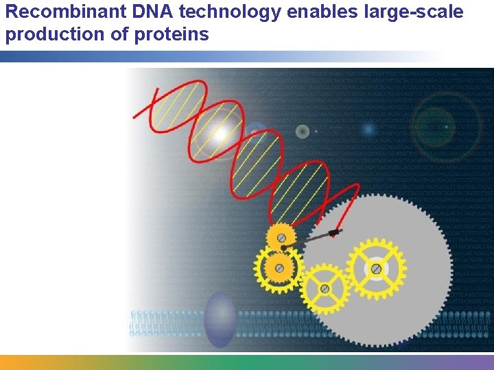 Recombinant DNA technology enables large-scale production of proteins 