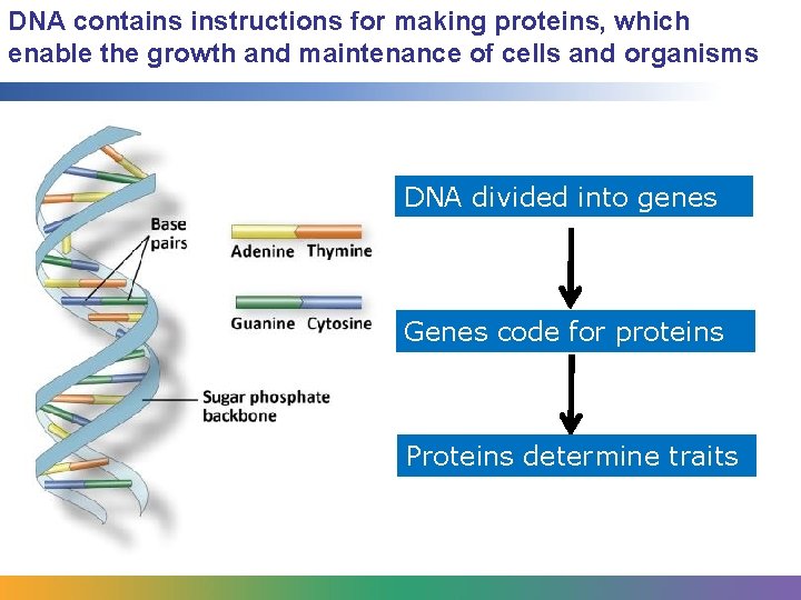 DNA contains instructions for making proteins, which enable the growth and maintenance of cells