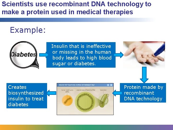 Scientists use recombinant DNA technology to make a protein used in medical therapies Example: