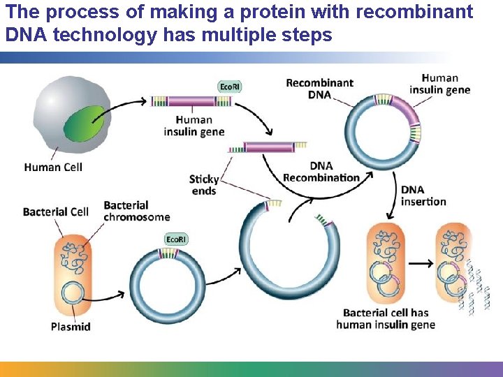 The process of making a protein with recombinant DNA technology has multiple steps 